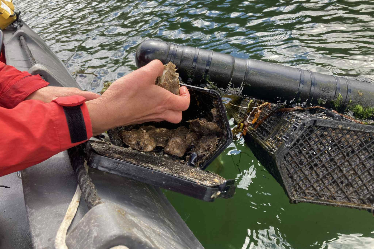 Oyster release site