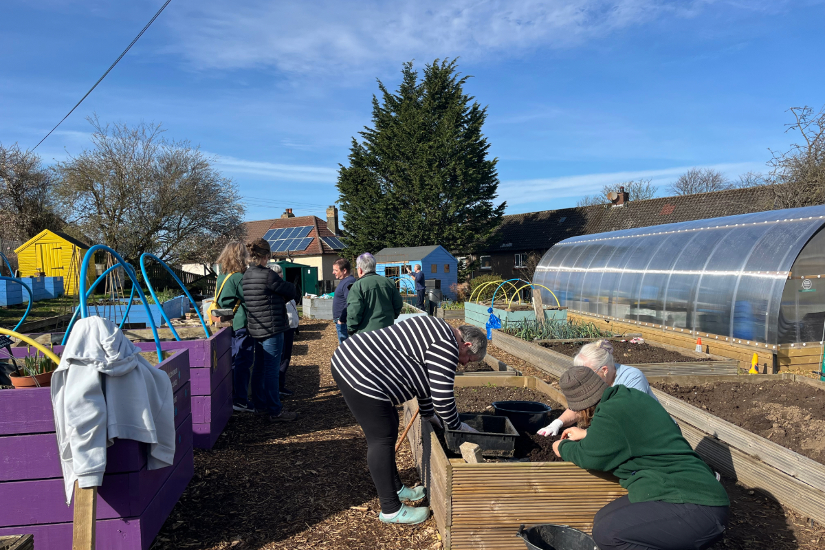 People outside gardening around raised beds with a polytunnel to the right