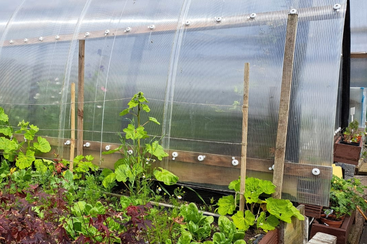 Image a of a polytunnel with a raised bed at the front containing various plants and veg growing